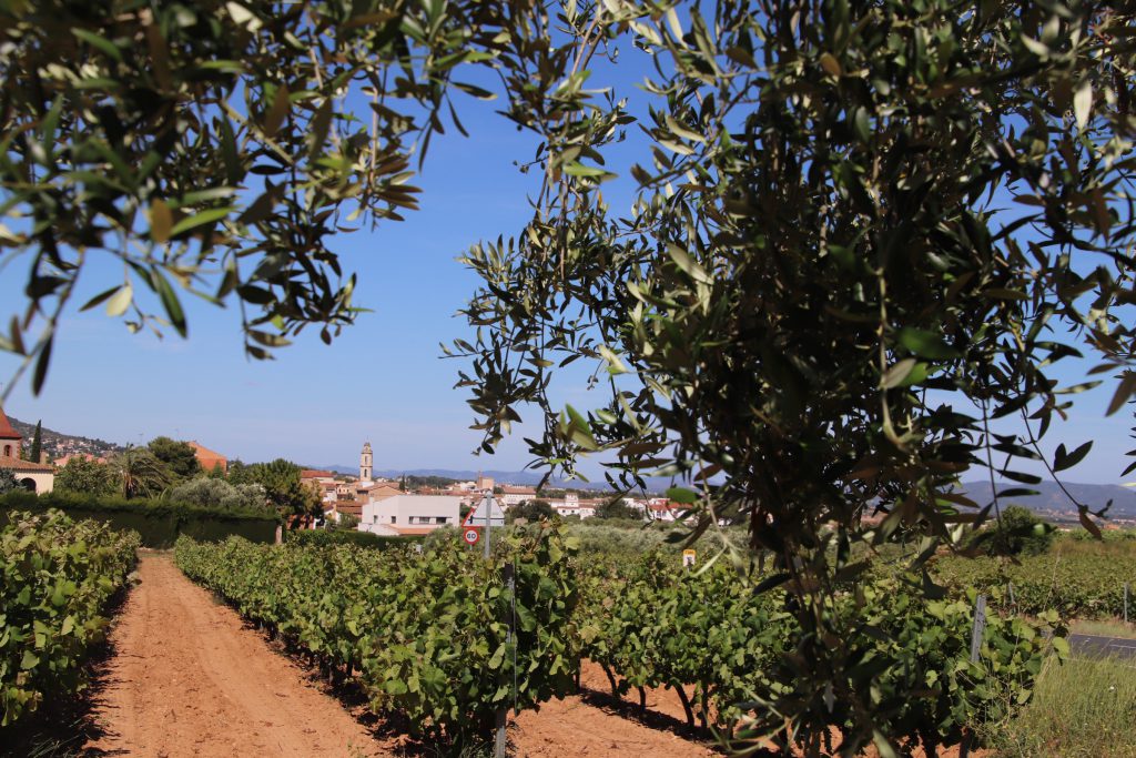 poble vinyes i oliveres