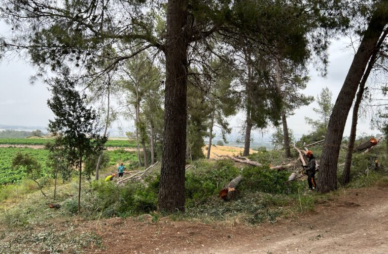 Es liciten les noves franges forestals a la Pineda de Santa Cristina i el manteniment de les de l’Esplai i Can Gordei