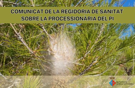 Comunicat de la Regidoria de Sanitat sobre l’eruga processionària del pi
