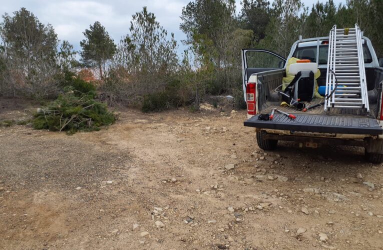 L’Ajuntament inicia els treballs de control de la processionària al municipi