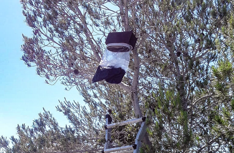 Campanya de control de la processionària 2025 subvencionada pel pla Impuls Dipta