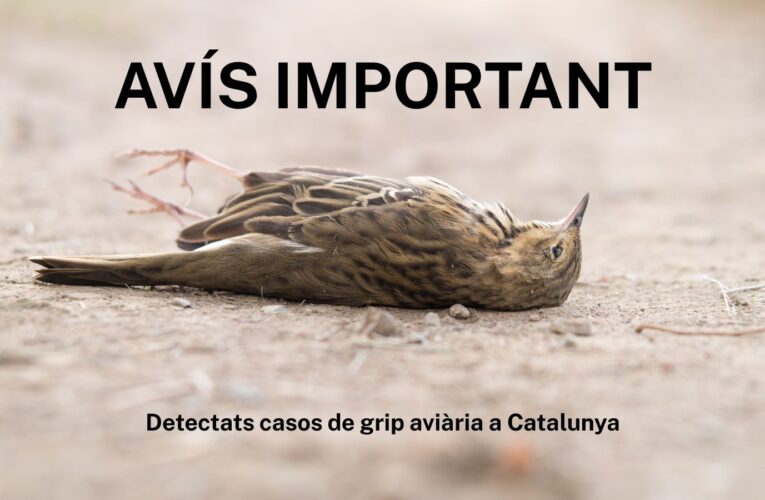 Alerta per detecció de casos de grip aviària: no manipuleu aus silvestres malaltes o mortes, aviseu sempre al 112