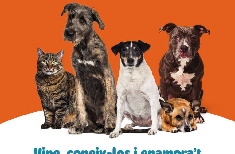 L’Ajuntament de la Bisbal del Penedès se suma a la campanya “T’estan esperant” per fomentar l’adopció responsable