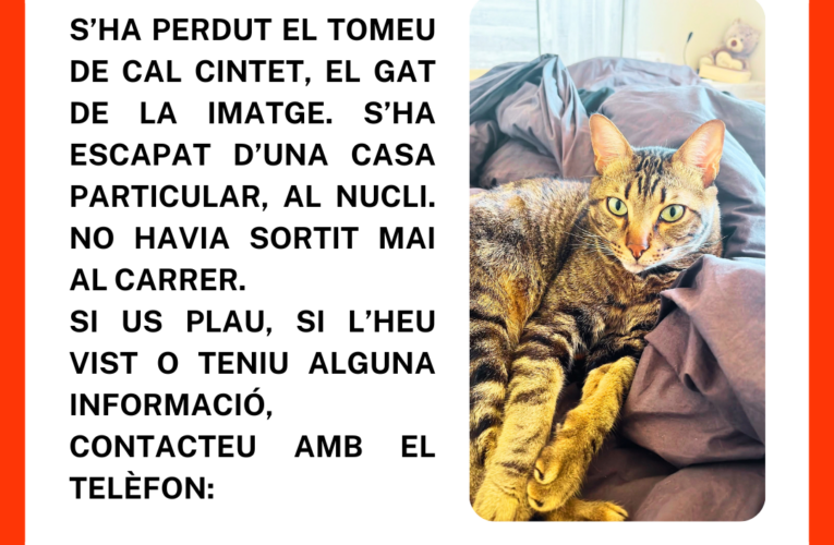 Es busca en Tomeu, un gat que s’ha perdut al nucli de la Bisbal del Penedès